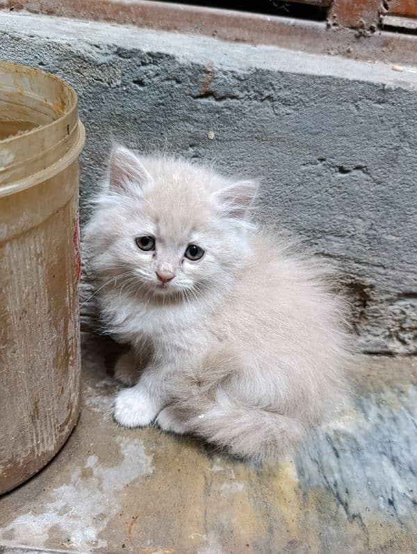 persian kitten | fawn Kittens | sami punch face | cute | tripple coat 13