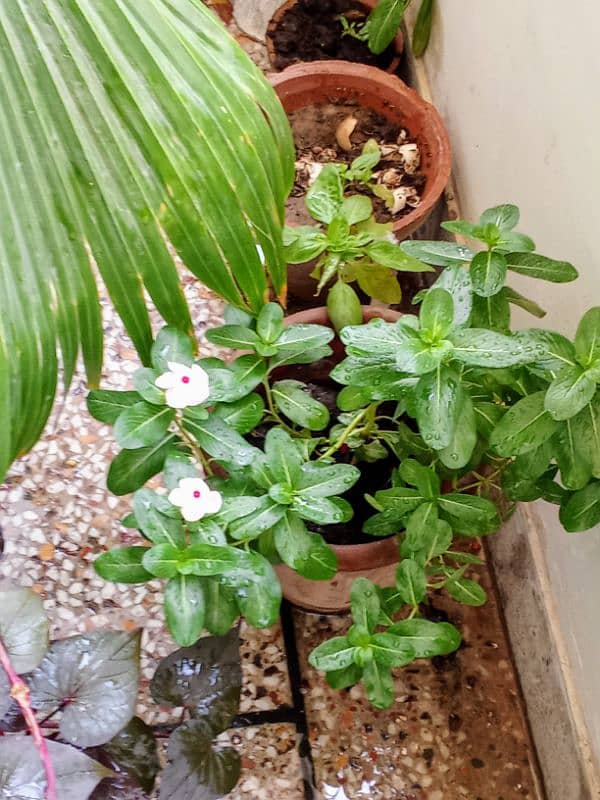 Plants for sale 4