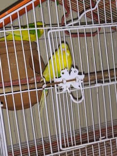 budgie's parrot white and yellow  red eye 3 pairs and one baby in