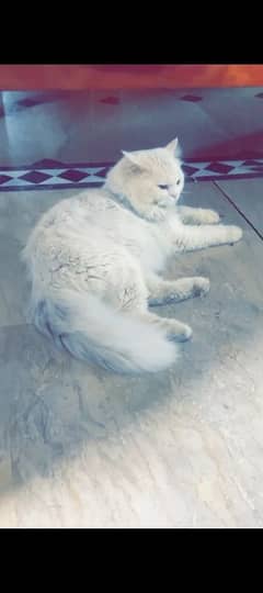 Beautiful White Persian Cat for Sale