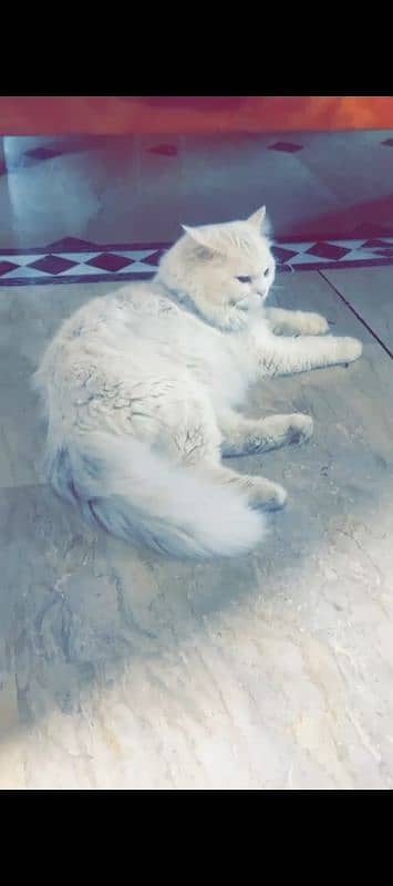 Beautiful White Persian Cat for Sale 0