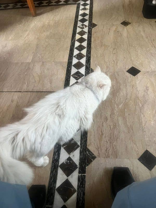 Beautiful White Persian Cat for Sale 1