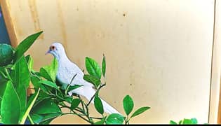 Breeder China dove pair