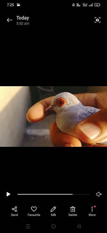 Breeder China dove pair 1