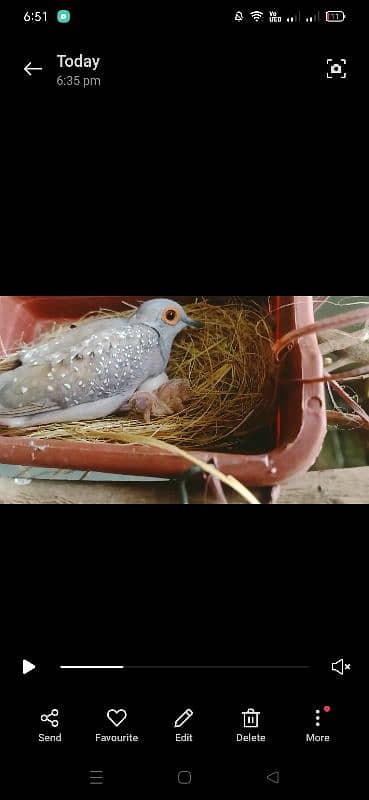 Breeder China dove pair 2