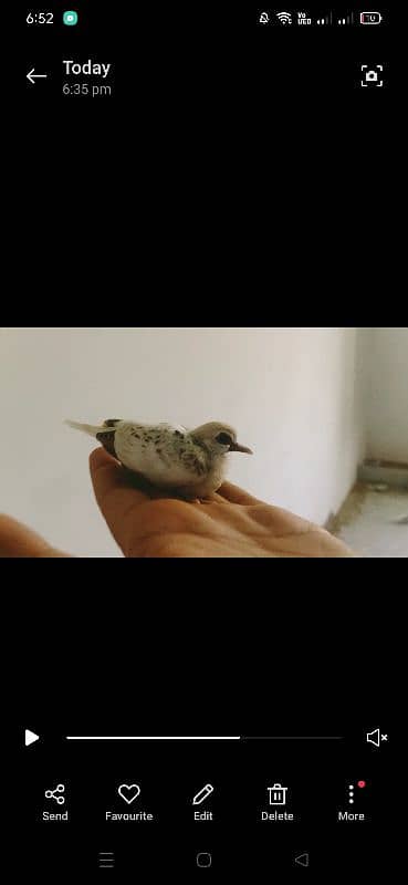 Breeder China dove pair 3