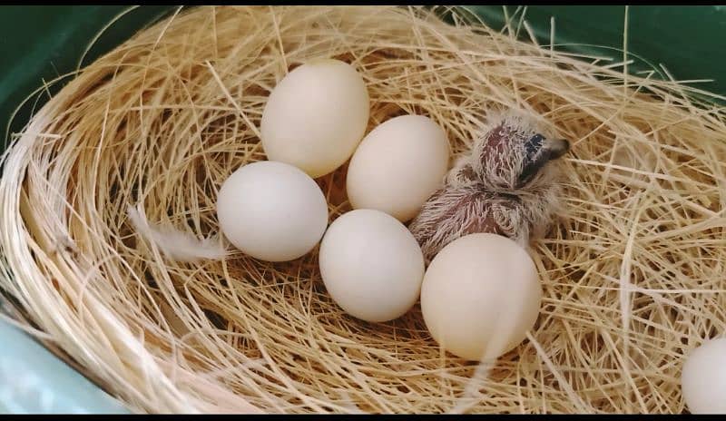 Breeder China dove pair 5