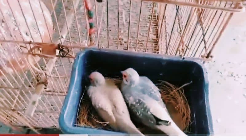 Breeder China dove pair 6