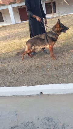 German Shepherd Female Available for Exchange or Sale