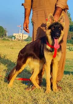 German shepherd dabal cot female 5 manth for sale