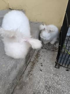 Angora