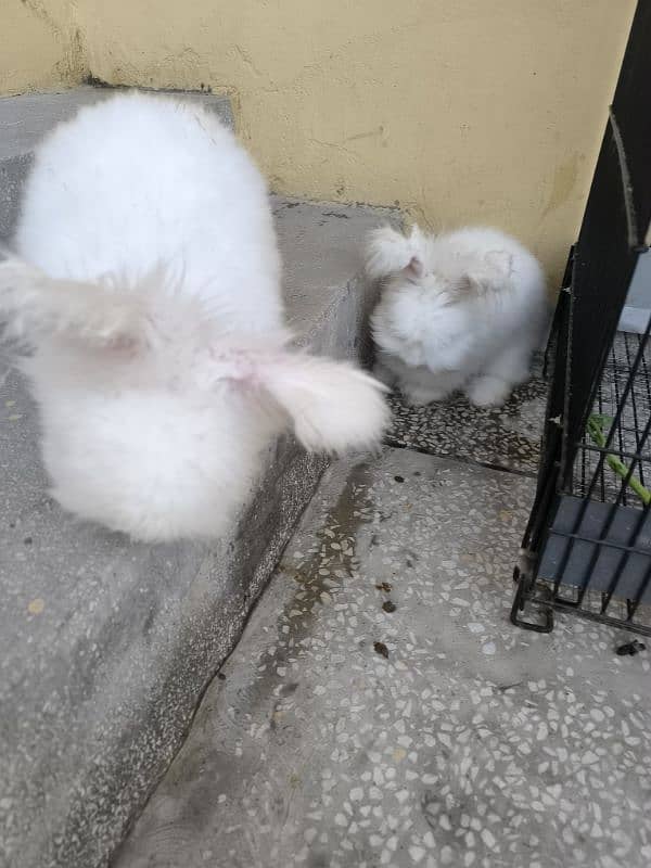 Angora 0