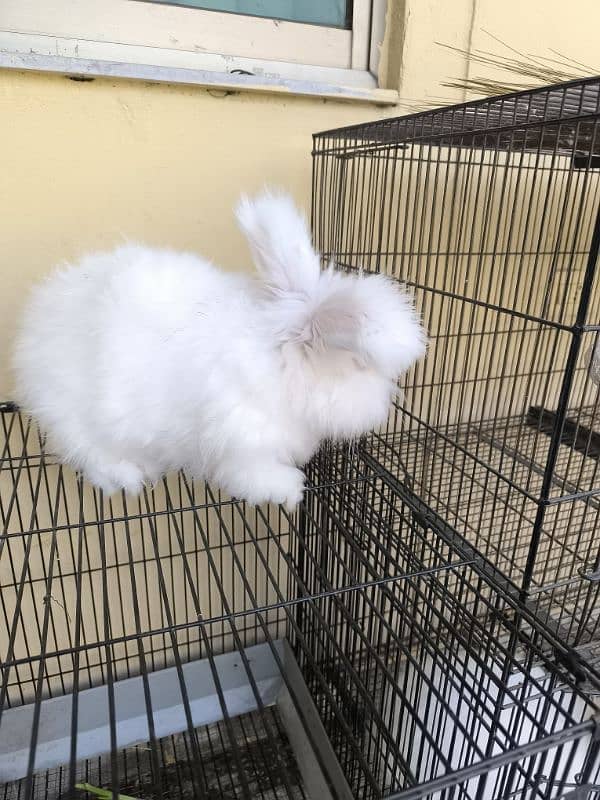 Angora 1