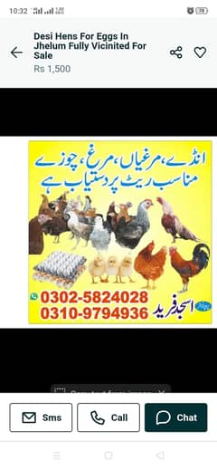 Desi hens vicinited sale in Jhelum