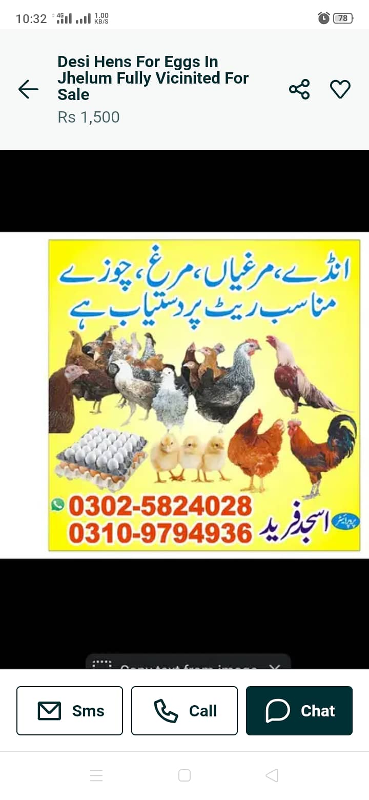 Desi hens vicinited sale in Jhelum 0