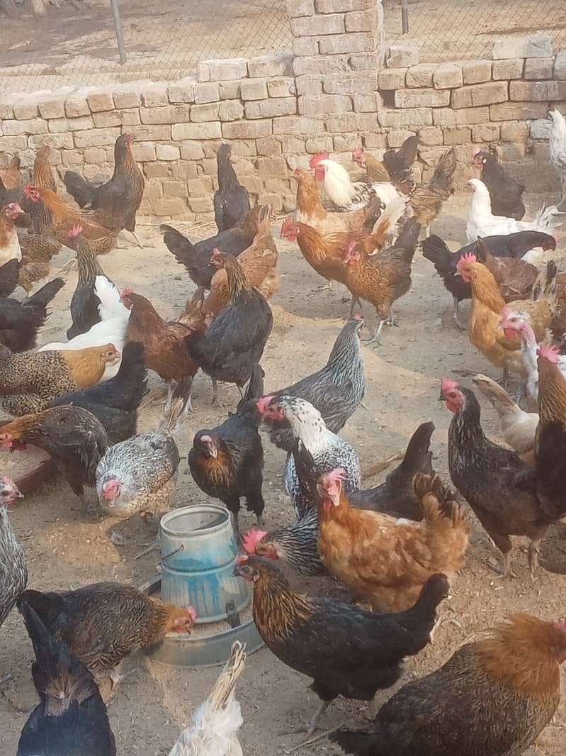 Desi hens vicinited sale in Jhelum 1