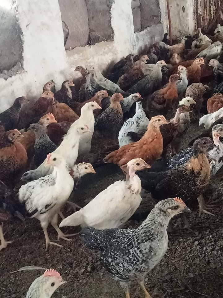 Desi hens vicinited sale in Jhelum 3