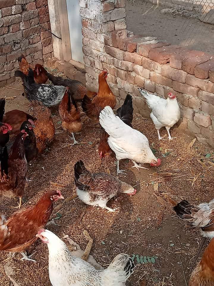 Desi hens vicinited sale in Jhelum 4