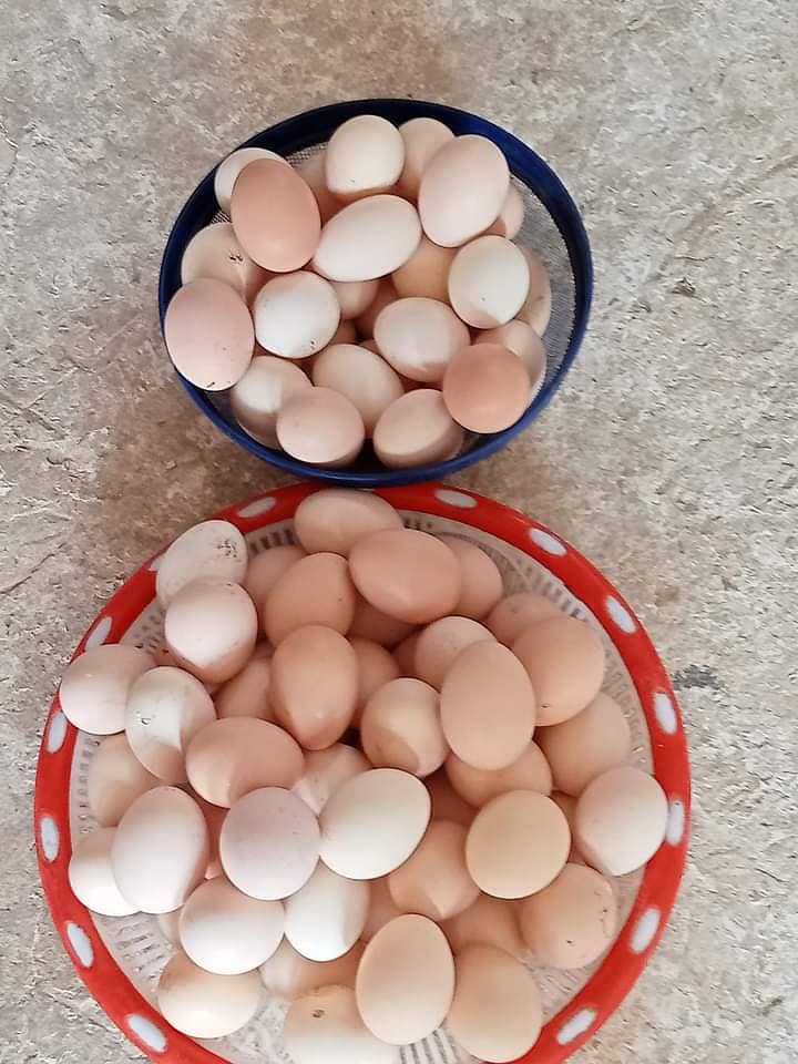 Desi hens vicinited sale in Jhelum 5