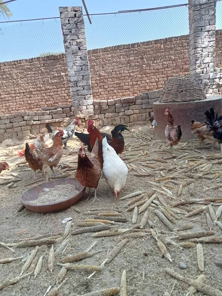 Desi hens vicinited sale in Jhelum 6