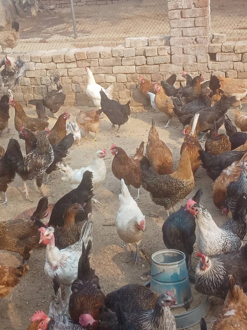 Desi hens vicinited sale in Jhelum 7