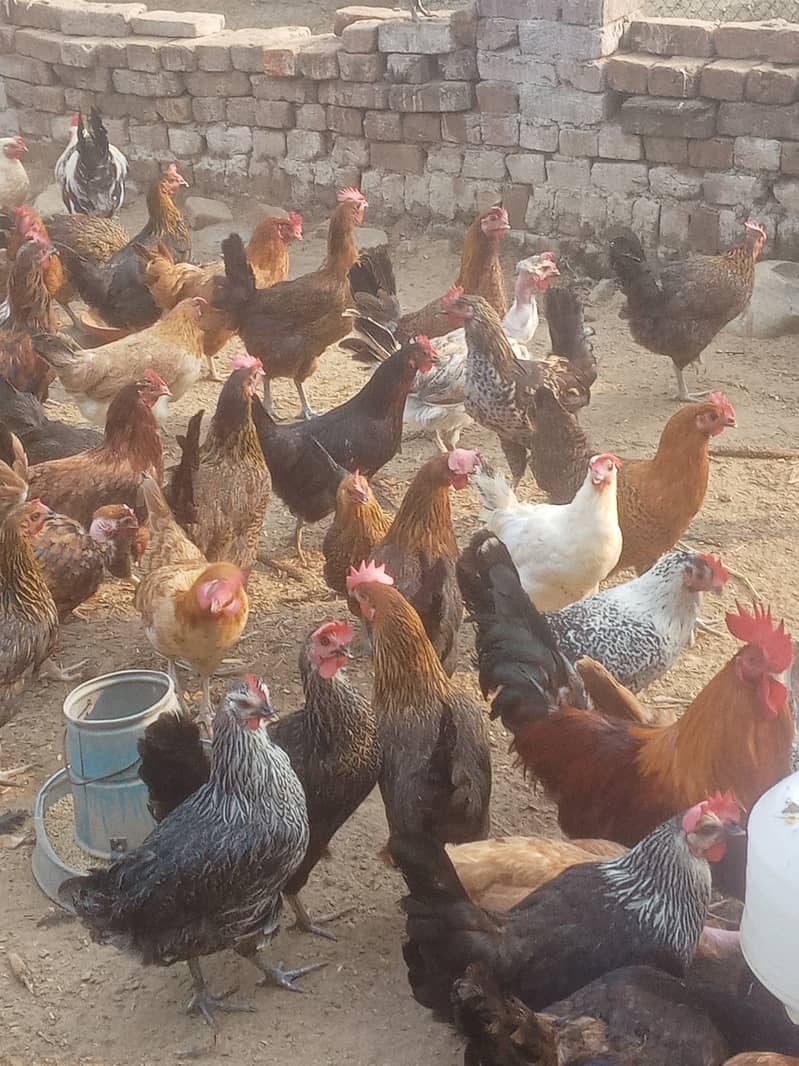 Desi hens vicinited sale in Jhelum 8