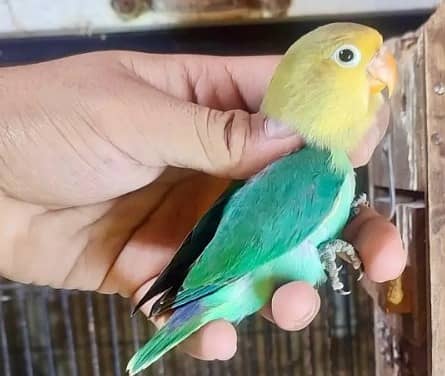 Love Birds Available, Parblue Pestelinos, Split Inos, Green & Blues 0