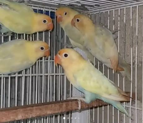 Love Birds Available, Parblue Pestelinos, Split Inos, Green & Blues 1