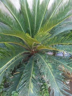 Huge comb palm.