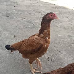 pure aseel 2 hen for sale