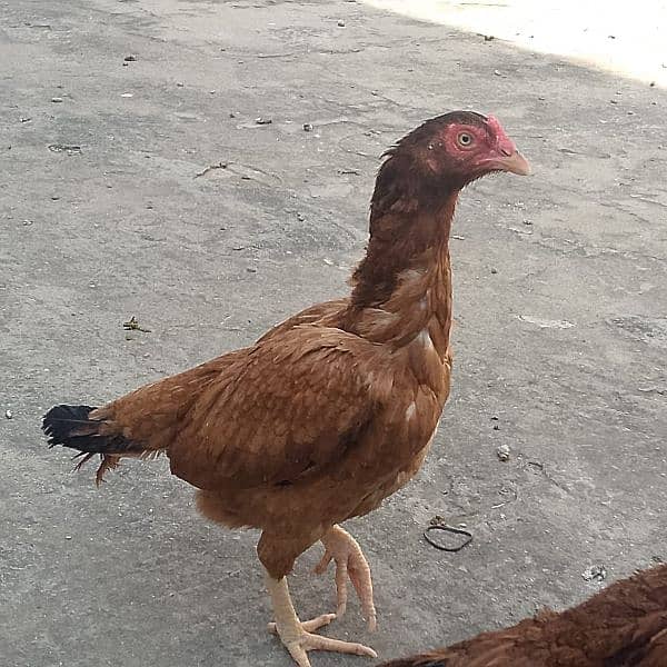 pure aseel 2 hen for sale 0