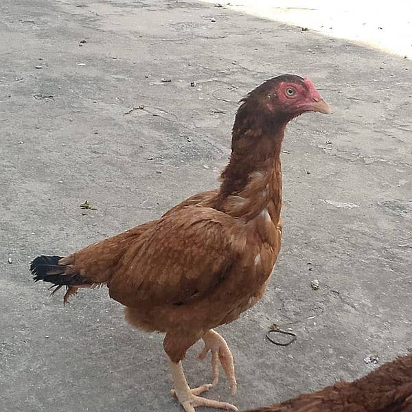 pure aseel 2 hen for sale 1