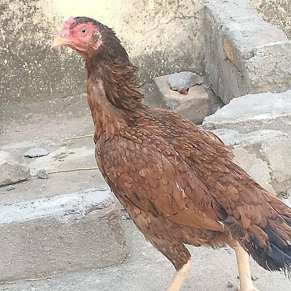 pure aseel 2 hen for sale 2