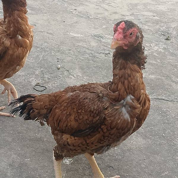 pure aseel 2 hen for sale 3