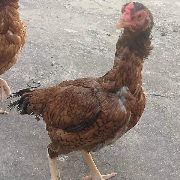 pure aseel 2 hen for sale 4