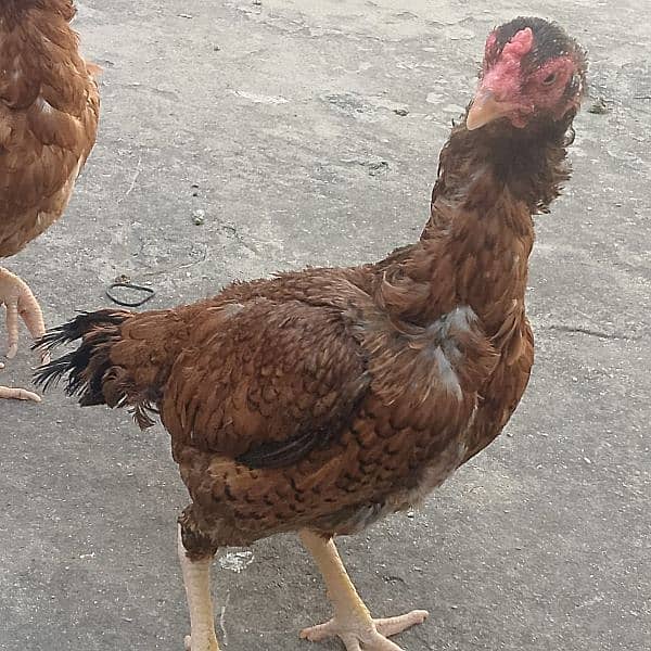 pure aseel 2 hen for sale 5