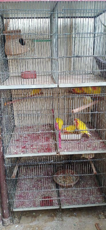 6 portion cage for sell 1