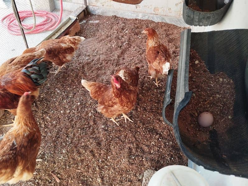 Lohman Brown hen (Starter egg laying) 2