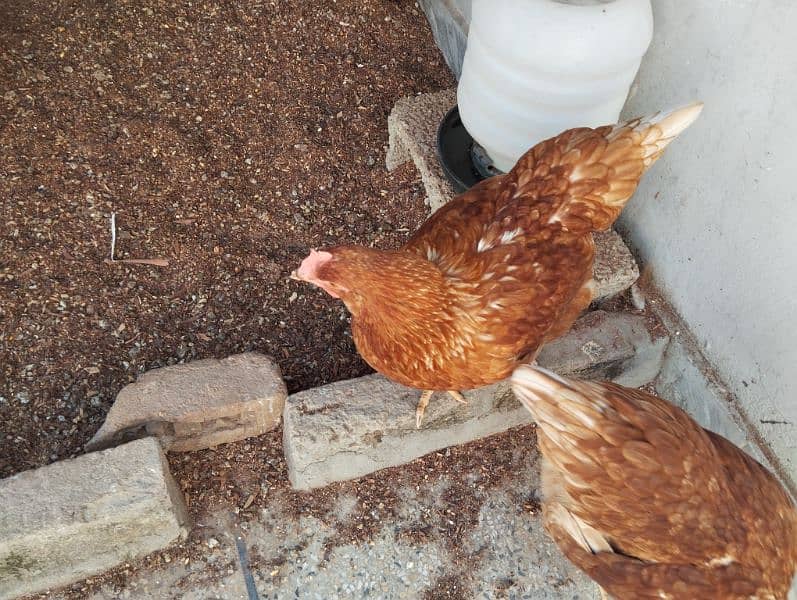 Lohman Brown hen (Starter egg laying) 3