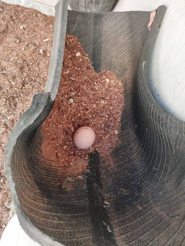 Lohman Brown hen (Starter egg laying) 5