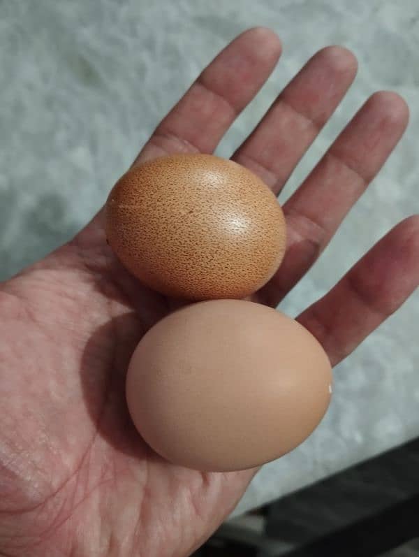 Lohman Brown hen (Starter egg laying) 6