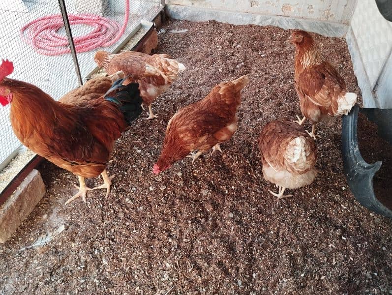 Lohman Brown hen (Starter egg laying) 10