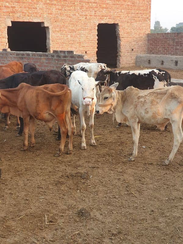 BACHRA /BULLS / MALE COW/ WACHAS 4