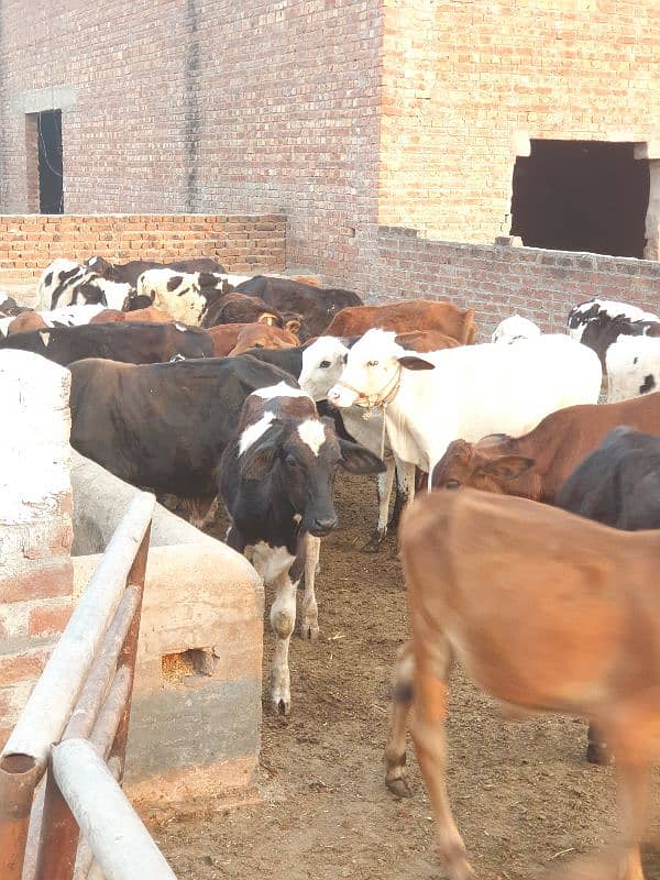 BACHRA /BULLS / MALE COW/ WACHAS 7