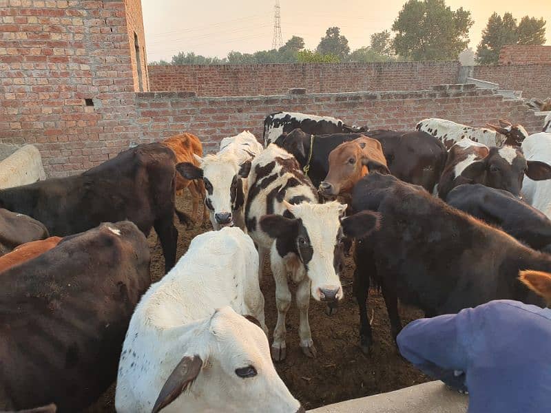 BACHRA /BULLS / MALE COW/ WACHAS 9