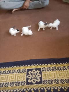 4kitten