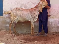 makka chini top quality jambo size gabban bakri