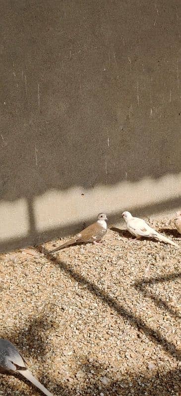 Diamond pied & red pied doves 1