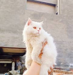 Persian cat  tripple coat /persion male cat