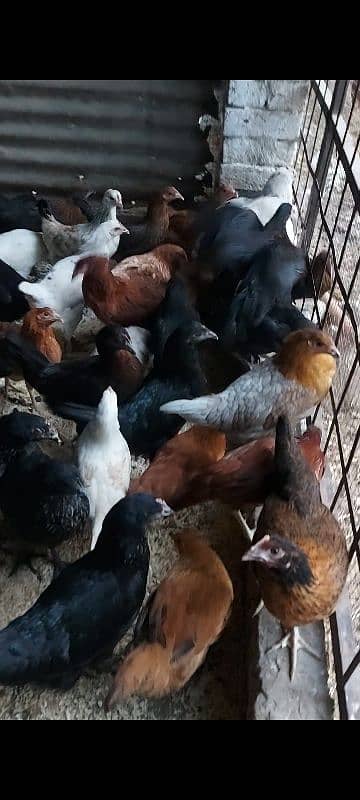 700/kg golden misri | desi murgha | misri murgha | hens 14